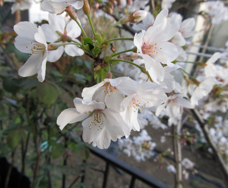 昨日の桜.jpg